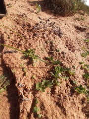 Lapeirousia simulans