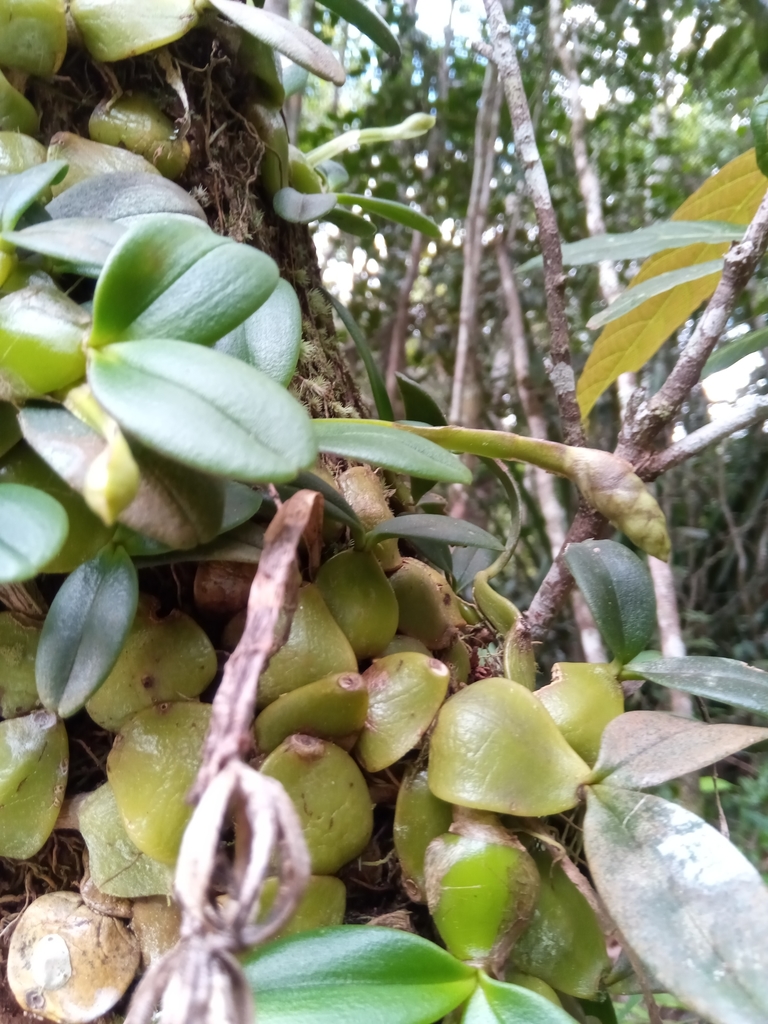 Bulbophyllum peyrotii