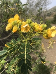Senna didymobotrya