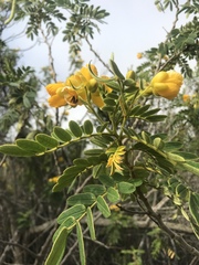 Senna didymobotrya