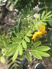 Senna didymobotrya