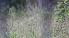 Paspalum paniculatum