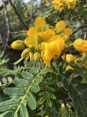 Senna didymobotrya