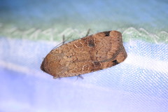 Noctua orbona