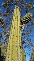 Trichocereus