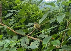 Hylophilus thoracicus