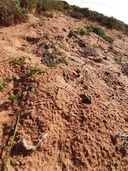 Lapeirousia simulans