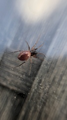 Linyphiidae