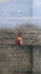 Linyphiidae