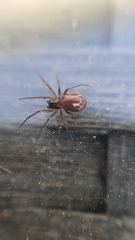 Linyphiidae
