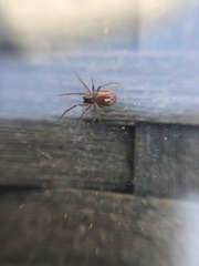 Linyphiidae