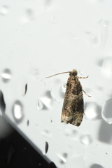 Olethreutes appendiceum