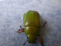 Chrysina macropus