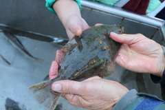 Paralichthys californicus