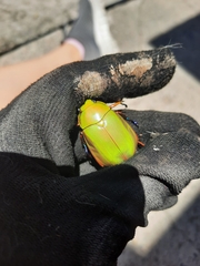 Chrysina macropus