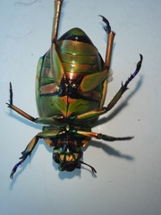 Chrysina macropus