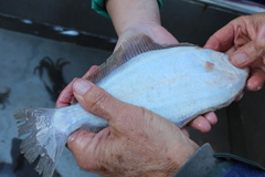 Paralichthys californicus