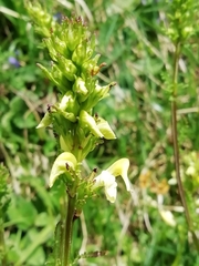Pedicularis ascendens