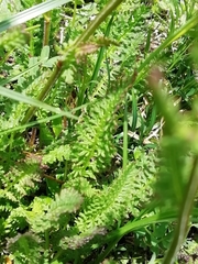 Pedicularis ascendens