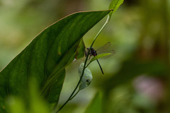 Oxythemis phoenicosceles