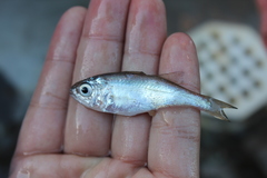 Seriphus politus