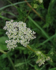 Mutellina purpurea