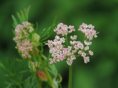 Mutellina purpurea