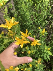 Hypericum ascyron