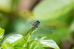 Oxythemis phoenicosceles