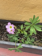 Oxalis