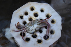 Achelous xantusii