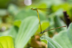 Ceriagrion citrinum