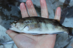 Paralabrax nebulifer