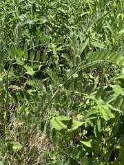 Astragalus canadensis
