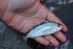 Genyonemus lineatus