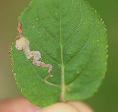 Stigmella malella