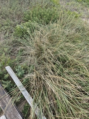 Cleveland Powell, CC BY, iNaturalist via GBIF Sporobolus spartinae, photograph Cleveland Powell, CC BY, iNaturalist via GBIF