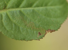Stigmella malella