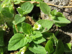 Erythranthe pubescens