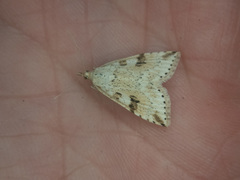 Udea washingtonalis
