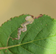 Stigmella malella