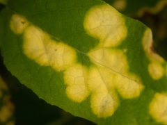 Exobasidium cordilleranum