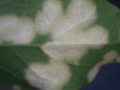 Exobasidium cordilleranum