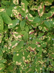 Exobasidium cordilleranum