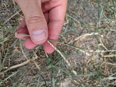 Urochloa mosambicensis
