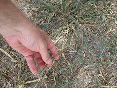 Urochloa mosambicensis