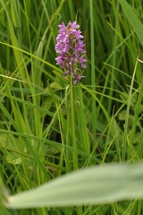 Dactylorhiza incarnata