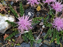 Jurinea humilis