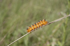 Pygarctia roseicapitis