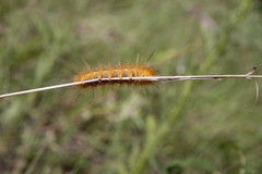 Pygarctia roseicapitis